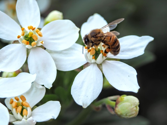 Favoriser la présence d'insectes pollinisateurs