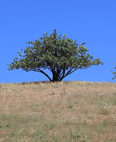 L'arbre à pistaches origine et caractéristiques