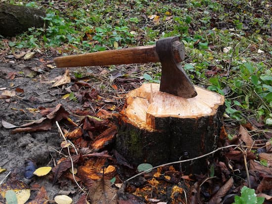 Destructeur de Souche Quels Sont les Produits Efficaces