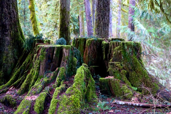 Souche d'Arbre Comprendre le Problème