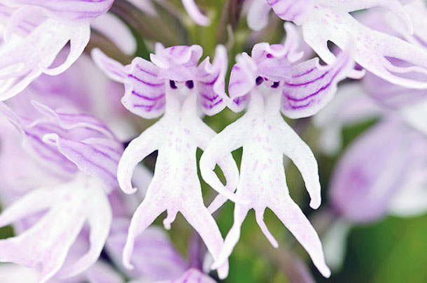 Fleur orchidée fantome