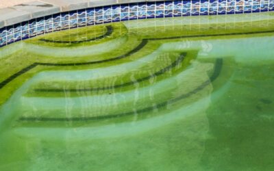 Comment prévenir et traiter les algues moutarde dans votre piscine