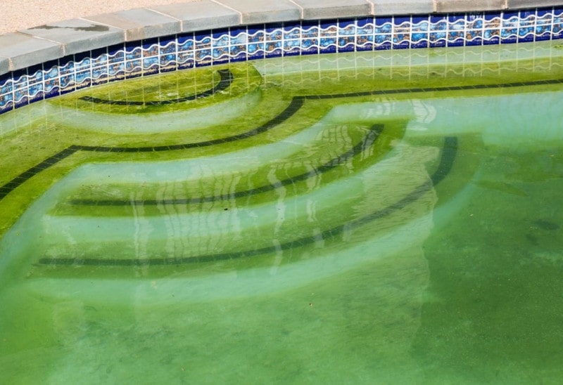algues moutarde accroché fond piscine