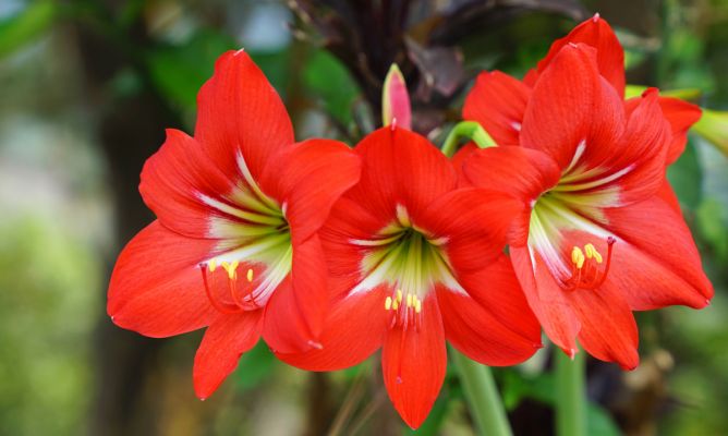 Fleur Amaryllis