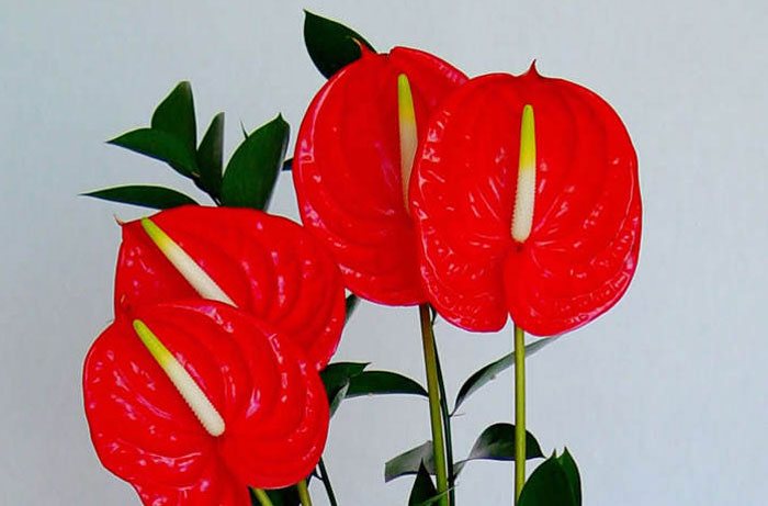 Fleur Anthurium