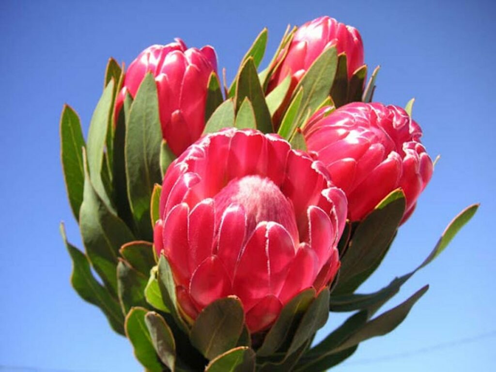 Fleur Protea