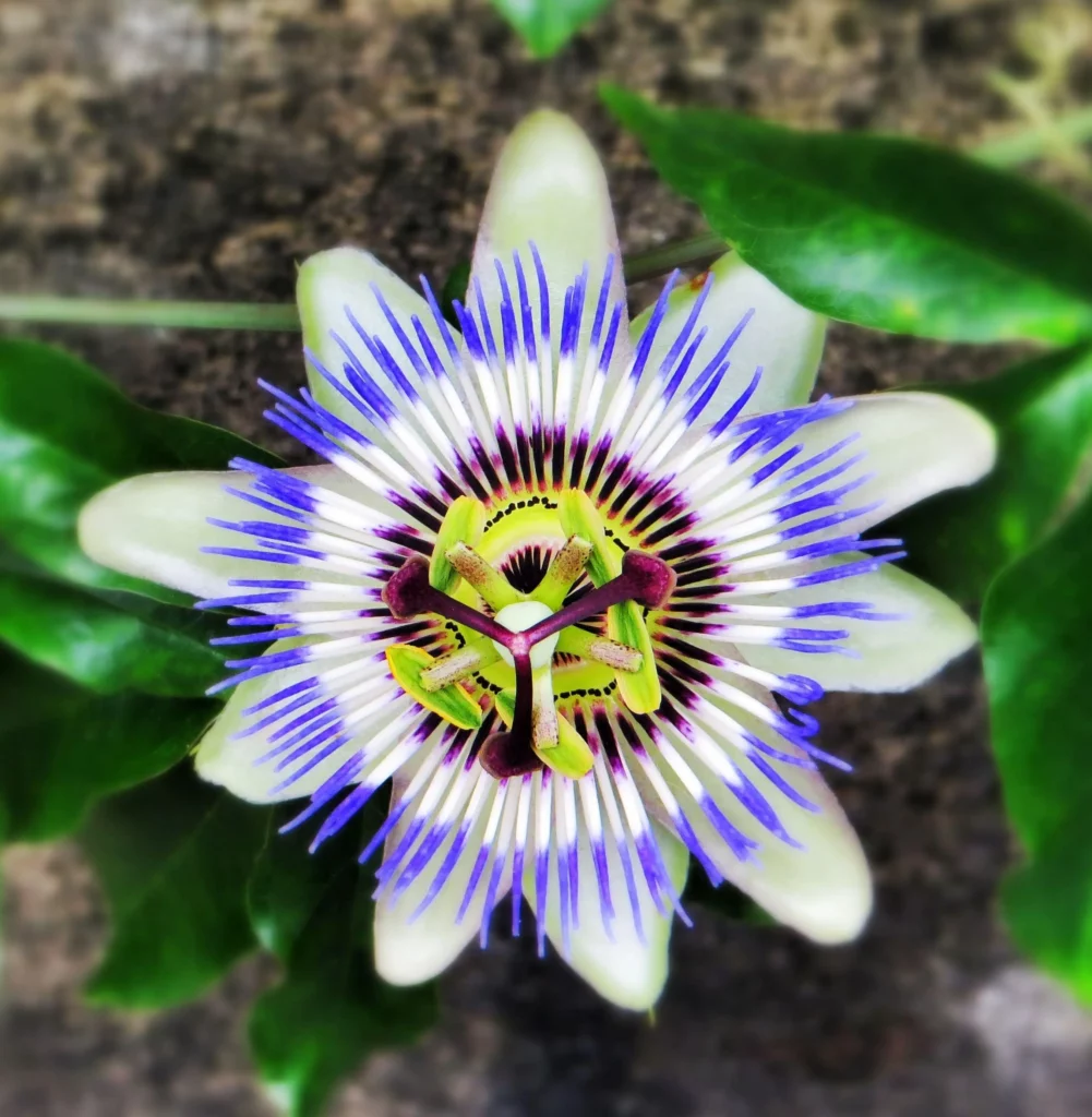 Fleur de la passion bleue