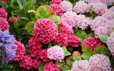 Fleur d’automne : les plus belles variétés pour embellir votre jardin