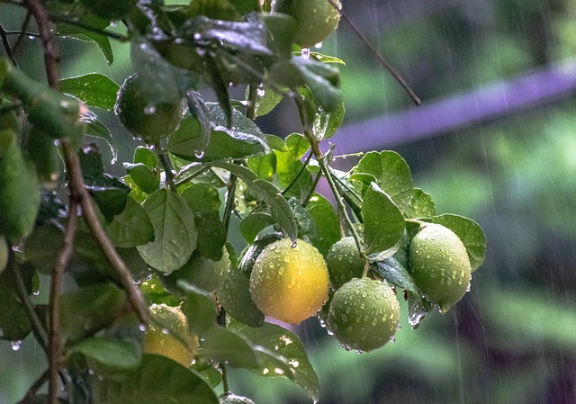 Arrosage et fertilisation du citronnier