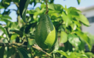 Avocatier : un arbre fruitier aux multiples bienfaits et vertus
