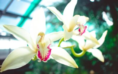Guide ultime pour l’entretien de votre orchidée