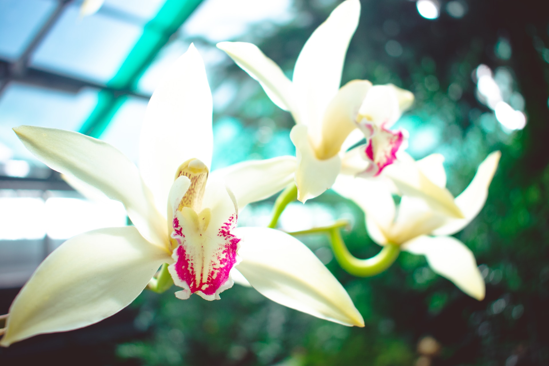 Guide ultime pour l'entretien de votre orchidée