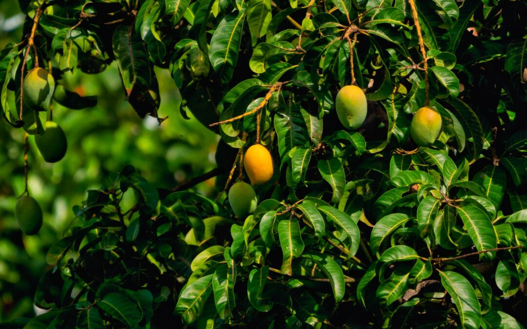 Le manguier, un arbre fruitier aux multiples bienfaits
