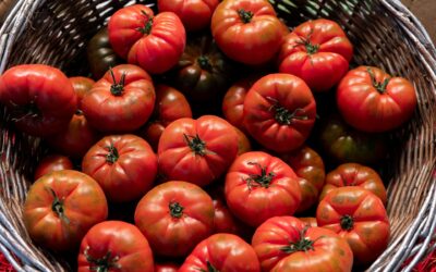 Le tomate ananas : un fruit juteux et savoureux pour votre jardin