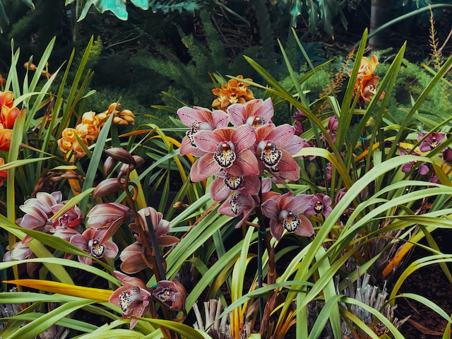 Les conditions idéales pour la croissance des orchidées