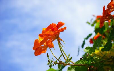 Les fleurs d’été : un festival de couleurs et de senteurs dans votre jardin
