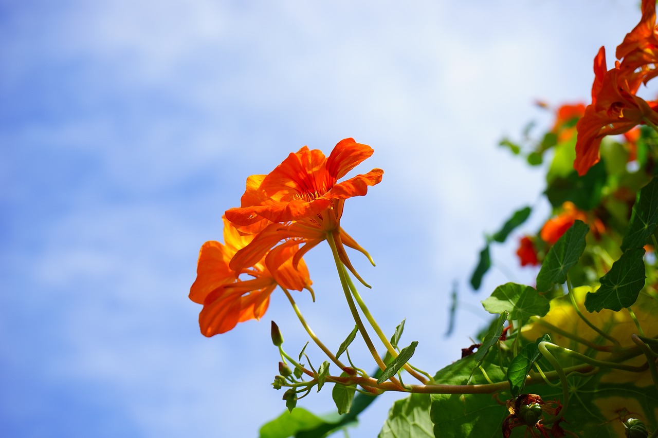 Les fleurs d'été un festival de couleurs et de senteurs dans votre jardin