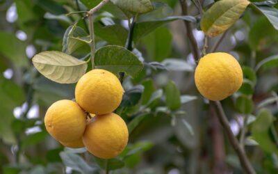 Les secrets d’un entretien réussi de votre citronnier
