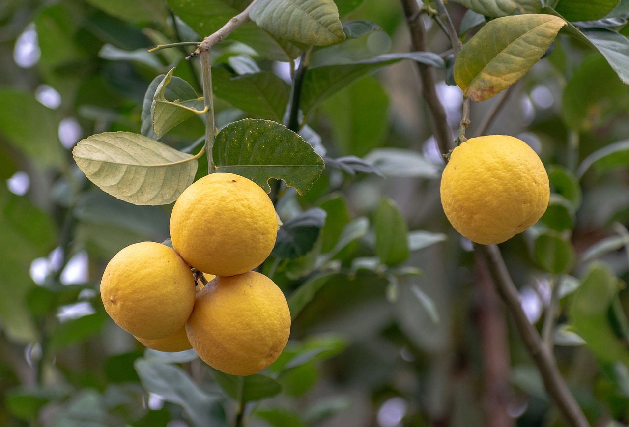Les secrets d'un entretien réussi de votre citronnier