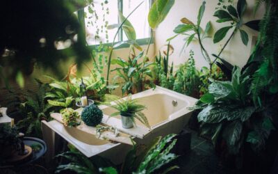 Plantes salle de bain : les espèces incontournables