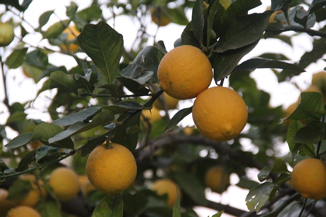 Protection du citronnier en hiver