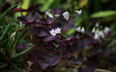 Tout savoir sur l’oxalis : la plante qui apporte de la chance et de la beauté à votre jardin
