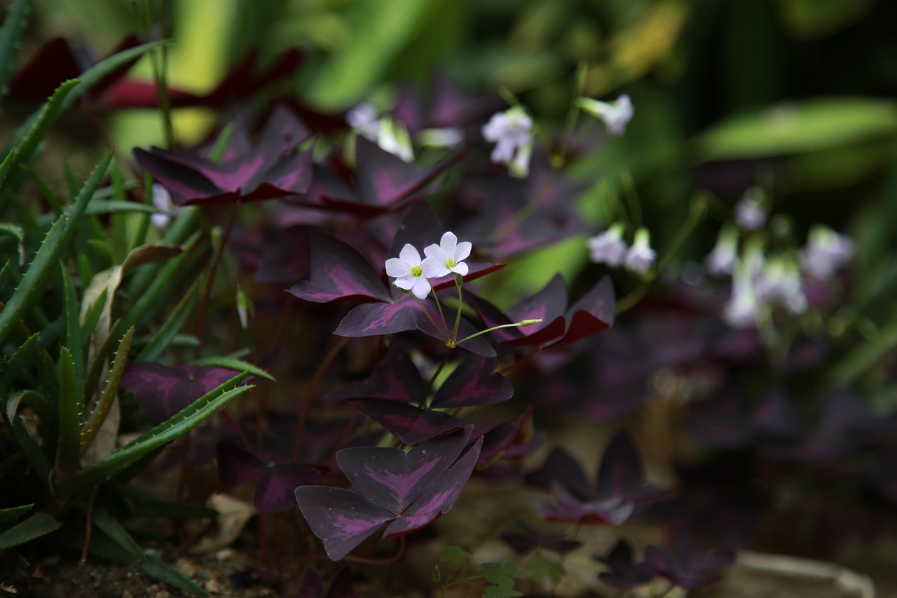 Tout savoir sur l'oxalis la plante qui apporte de la chance et de la beauté à votre jardin