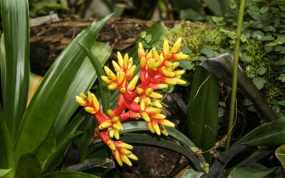 Bromélia : tout ce qu’il faut savoir sur cette plante exotique