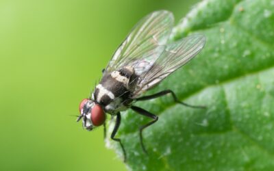 Plante anti-mouche : quelles sont les plus efficaces ?