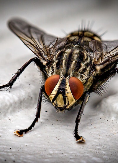 Quel est le répulsif anti-mouche naturel le plus efficace
