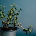 Tout savoir sur la culture et l'entretien de l'arbre de jade ou crassula ovata
