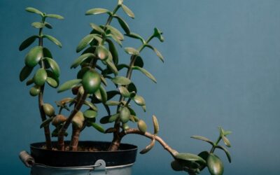 Tout savoir sur la culture et l’entretien de l’arbre de jade ou crassula ovata